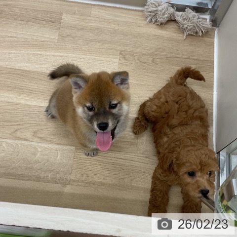 神奈川県の柴犬(標準サイズ) (ペットプラス アミーゴ藤沢店/2025年12月20日生まれ/男の子/赤)の子犬の3枚目の画像