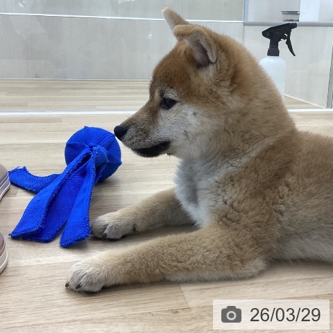 神奈川県の柴犬(標準サイズ) (ペットプラス 相模原並木店/2025年12月20日生まれ/男の子/赤)の子犬の3枚目の画像