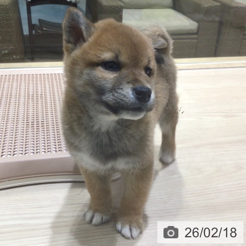 神奈川県の柴犬(標準サイズ) (ペットプラス 川崎ルフロン店/2025年12月20日生まれ/男の子/赤)の子犬の4枚目の画像