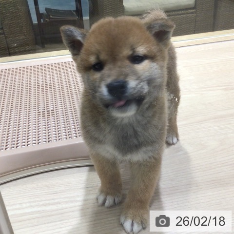 神奈川県の柴犬(標準サイズ) (ペットプラス 川崎ルフロン店/2025年12月20日生まれ/男の子/赤)の子犬の3枚目の画像