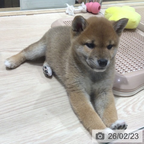 神奈川県の柴犬(標準サイズ) (ペットプラス 川崎ルフロン店/2025年12月20日生まれ/男の子/赤)の子犬の4枚目の画像