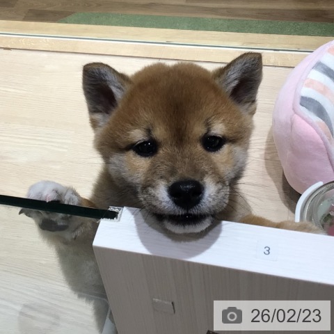 神奈川県の柴犬(標準サイズ) (ペットプラス 川崎ルフロン店/2025年12月20日生まれ/男の子/赤)の子犬の3枚目の画像