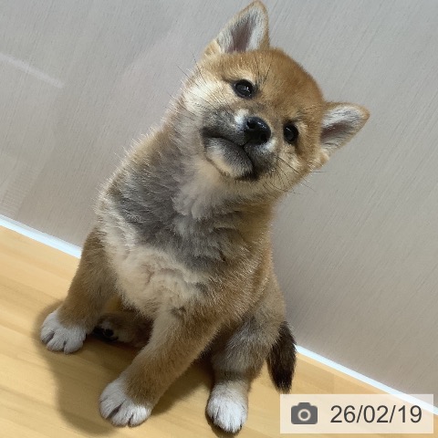 山梨県の柴犬(標準サイズ) (ペットプラス 甲府昭和店/2025年12月20日生まれ/男の子/赤)の子犬の4枚目の画像