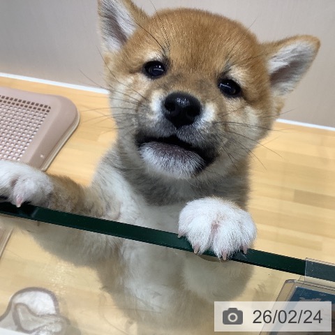 山梨県の柴犬(標準サイズ) (ペットプラス 甲府昭和店/2025年12月20日生まれ/男の子/赤)の子犬の3枚目の画像