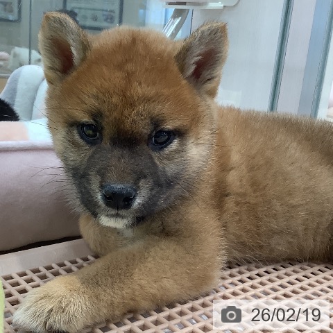 東京都の柴犬(標準サイズ) (ペットプラス 日の出店/2025年12月20日生まれ/女の子/赤)の子犬の3枚目の画像