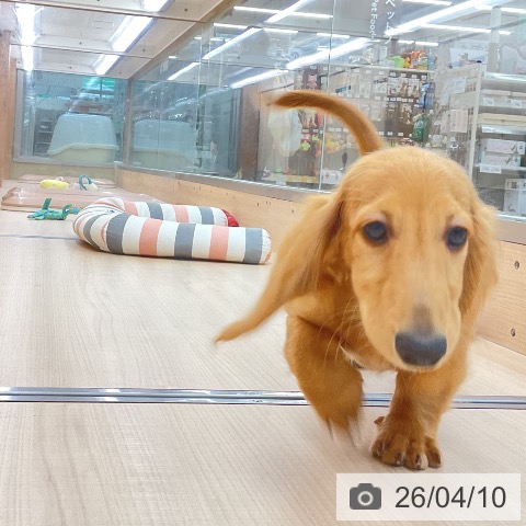 東京都のミニチュアダックスフンド(ロング) (ペッツワン 南砂町SUNAMO店/2025年12月20日生まれ/男の子/イエロー)の子犬の4枚目の画像