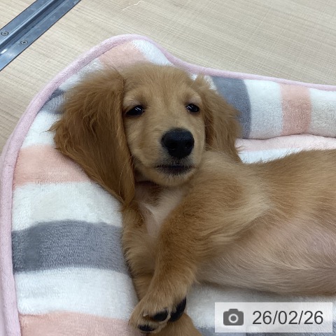 東京都のミニチュアダックスフンド(ロング) (ペッツワン 南砂町SUNAMO店/2025年12月20日生まれ/男の子/イエロー)の子犬の4枚目の画像