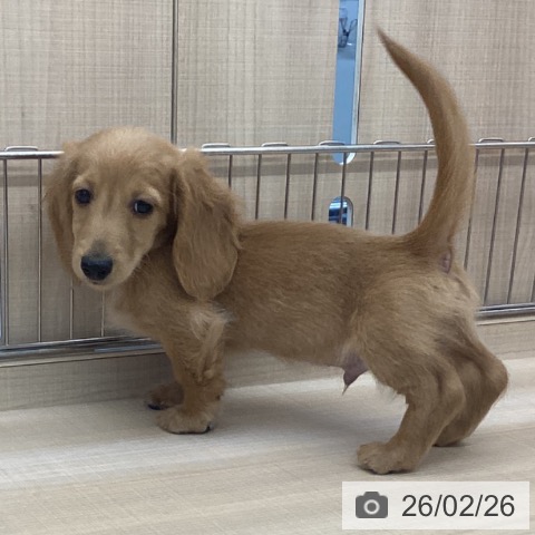 東京都のミニチュアダックスフンド(ロング) (ペッツワン 南砂町SUNAMO店/2025年12月20日生まれ/男の子/イエロー)の子犬の3枚目の画像