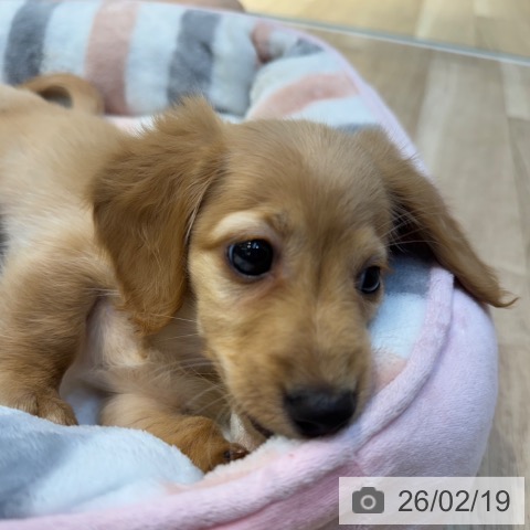 ミニチュア・ダックスフンドの写真