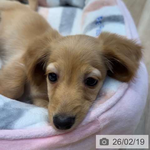 ミニチュア・ダックスフンドの写真