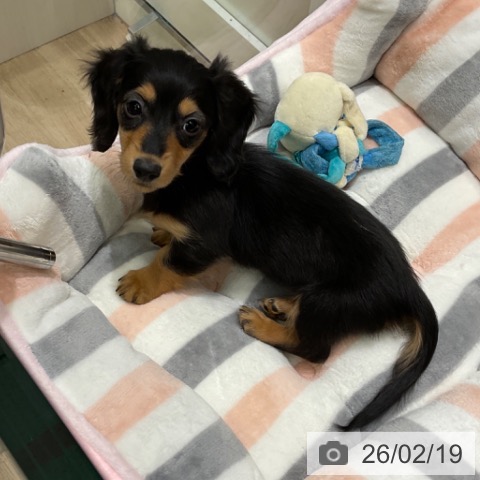 東京都のミニチュアダックスフンド(ロング) (ペットプラス 立川高島屋S.C.店/2025年12月20日生まれ/女の子/ブラックタン)の子犬の3枚目の画像