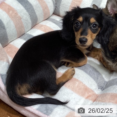 東京都のミニチュアダックスフンド(ロング) (ペットプラス 立川高島屋S.C.店/2025年12月20日生まれ/女の子/ブラックタン)の子犬の4枚目の画像