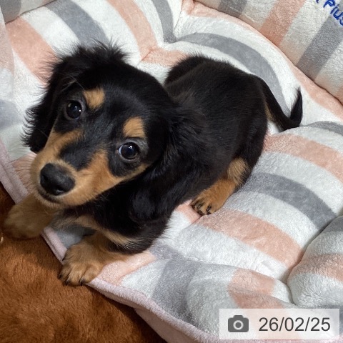 東京都のミニチュアダックスフンド(ロング) (ペットプラス 立川高島屋S.C.店/2025年12月20日生まれ/女の子/ブラックタン)の子犬の3枚目の画像