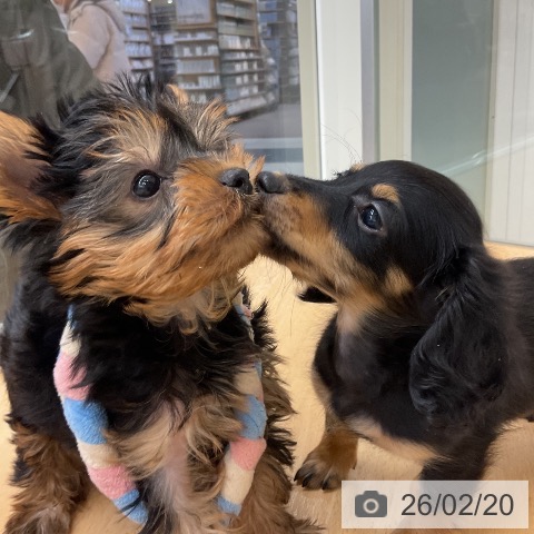 埼玉県のミニチュアダックスフンド(ロング) (ペットプラス 浦和美園店/2025年12月20日生まれ/女の子/ブラックタン)の子犬の4枚目の画像