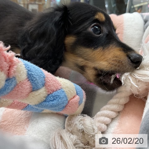 埼玉県のミニチュアダックスフンド(ロング) (ペットプラス 浦和美園店/2025年12月20日生まれ/女の子/ブラックタン)の子犬の3枚目の画像