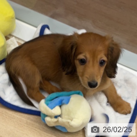 神奈川県のミニチュアダックスフンド(ロング) (ペットプラス 天王町店/2025年12月20日生まれ/女の子/レッド)の子犬の3枚目の画像