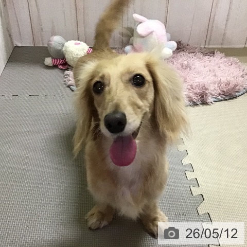 ミニチュア・ダックスフンドの写真