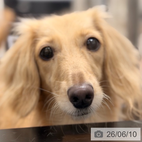 ミニチュア・ダックスフンドの写真