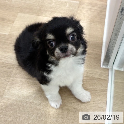 埼玉県のチワワ(ロング) (ペットプラス 所沢店/2025年12月19日生まれ/男の子/ブラックタンホワイト)の子犬の4枚目の画像