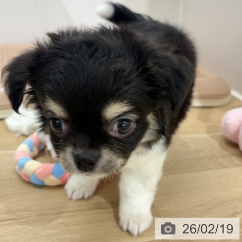 埼玉県のチワワ(ロング) (ペットプラス 所沢店/2025年12月19日生まれ/男の子/ブラックタンホワイト)の子犬の3枚目の画像