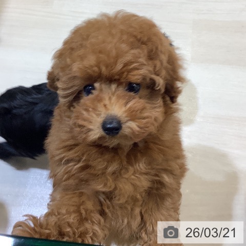 トイ・プードルの写真