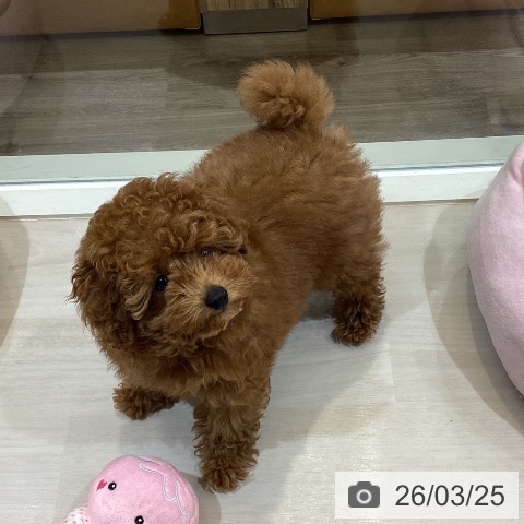 埼玉県のトイプードル(トイ) (ペットプラス クレアモール川越店/2025年12月19日生まれ/女の子/レッド)の子犬の3枚目の画像