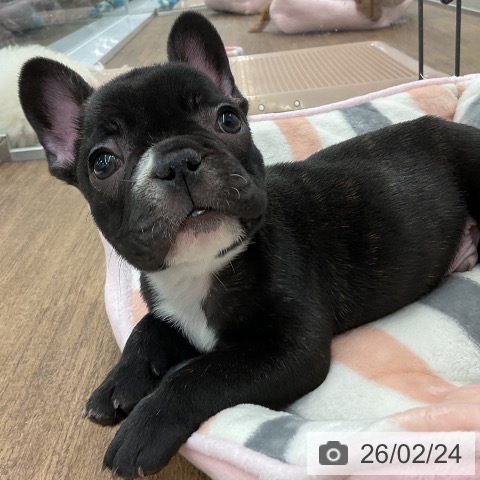 千葉県のフレンチブルドッグ (ペッツワン 千葉ニュータウン店/2025年12月19日生まれ/男の子/ブリンドルホワイト)の子犬の4枚目の画像