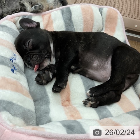 千葉県のフレンチブルドッグ (ペッツワン 千葉ニュータウン店/2025年12月19日生まれ/男の子/ブリンドルホワイト)の子犬の3枚目の画像