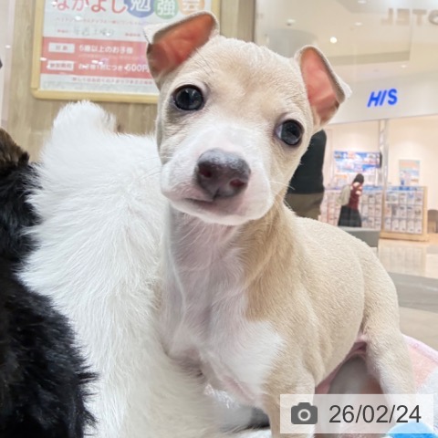 埼玉県のイタリアングレーハウンド (ペットプラス ららぽーと富士見店/2025年12月20日生まれ/男の子/フォーンホワイトマーキングス)の子犬の4枚目の画像