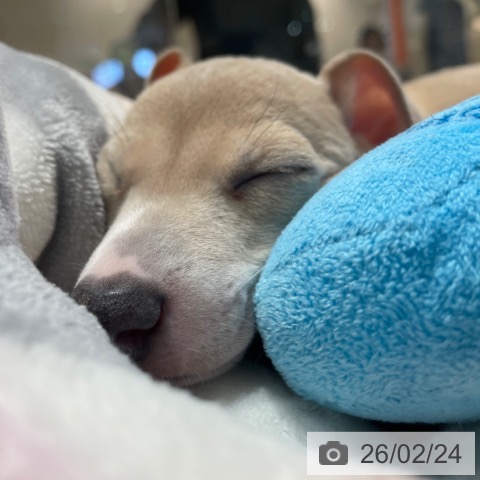 埼玉県のイタリアングレーハウンド (ペットプラス ららぽーと富士見店/2025年12月20日生まれ/男の子/フォーンホワイトマーキングス)の子犬の3枚目の画像