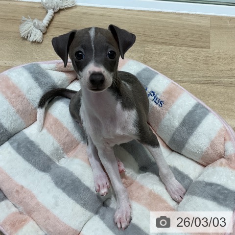 埼玉県のイタリアングレーハウンド (ペットプラス ららぽーと新三郷店/2025年12月20日生まれ/女の子/ブルーホワイトマーキングス)の子犬の4枚目の画像