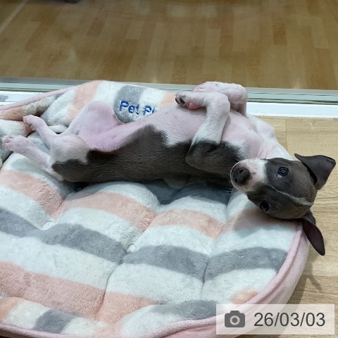 埼玉県のイタリアングレーハウンド (ペットプラス ららぽーと新三郷店/2025年12月20日生まれ/女の子/ブルーホワイトマーキングス)の子犬の3枚目の画像