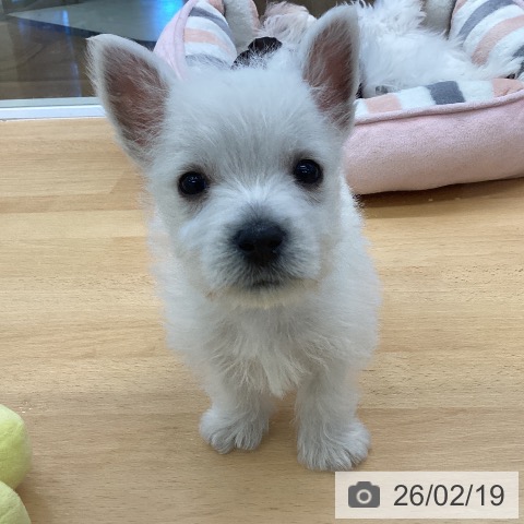 埼玉県のウエストハイランドホワイトテリア (ペットプラス 羽生店/2025年12月15日生まれ/男の子/ホワイト)の子犬の4枚目の画像
