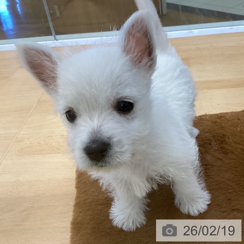 埼玉県のウエストハイランドホワイトテリア (ペットプラス 羽生店/2025年12月15日生まれ/男の子/ホワイト)の子犬の3枚目の画像