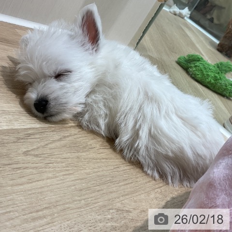 ウエスト・ハイランド・ホワイト・テリアの写真