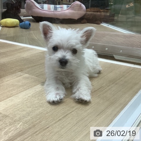 ウエスト・ハイランド・ホワイト・テリアの写真