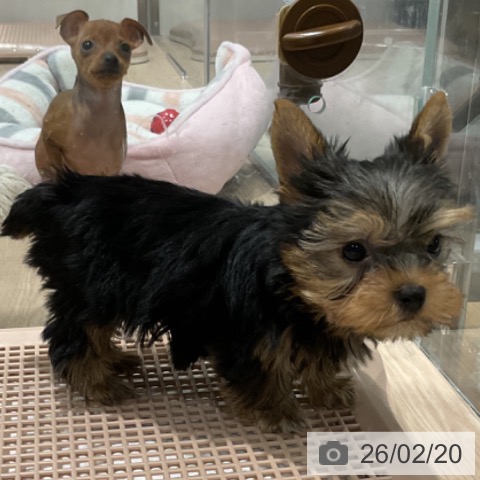 ヨークシャー・テリアの写真