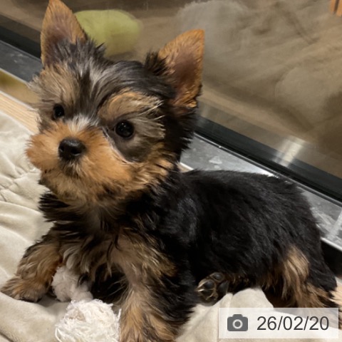 ヨークシャー・テリアの写真