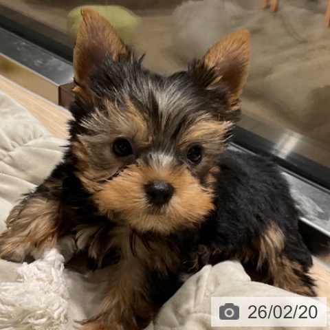 ヨークシャー・テリアの写真