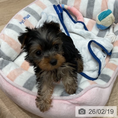 ヨークシャー・テリアの写真