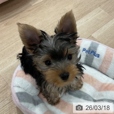 群馬県のヨークシャーテリア (ペットプラス イオンモール太田店/2025年12月20日生まれ/女の子/スチールブルータン)の子犬の3枚目の画像