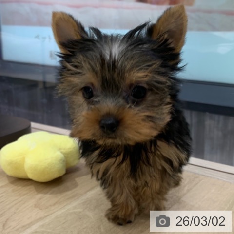 東京都のヨークシャーテリア (ペットプラス アクアシティお台場店/2025年12月20日生まれ/女の子/スチールブルータン)の子犬の4枚目の画像