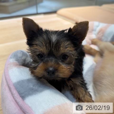 ヨークシャー・テリアの写真