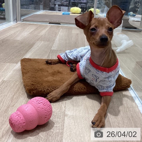 ミニチュア・ピンシャーの写真