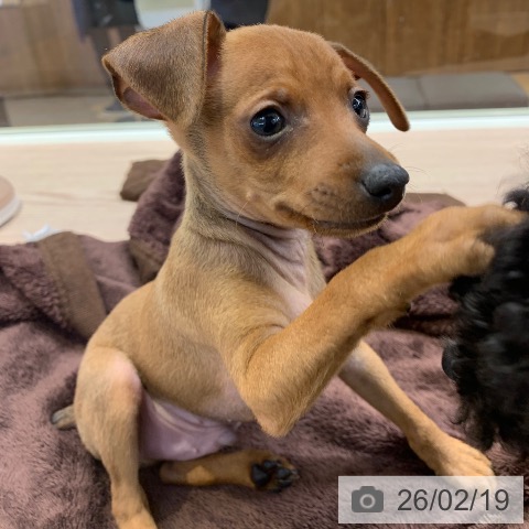 千葉県のミニチュアピンシャー (ペットプラス 幕張新都心店/2025年12月17日生まれ/男の子/レッド)の子犬の4枚目の画像