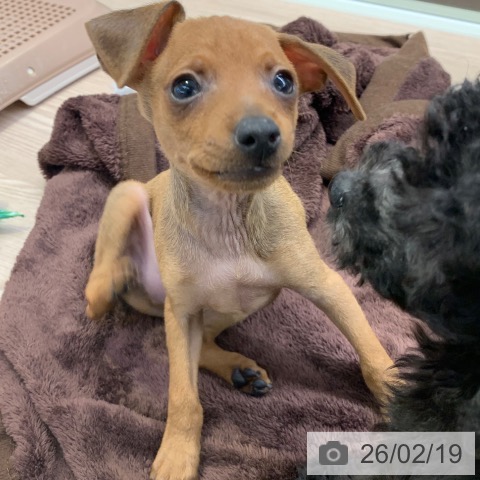 千葉県のミニチュアピンシャー (ペットプラス 幕張新都心店/2025年12月17日生まれ/男の子/レッド)の子犬の3枚目の画像