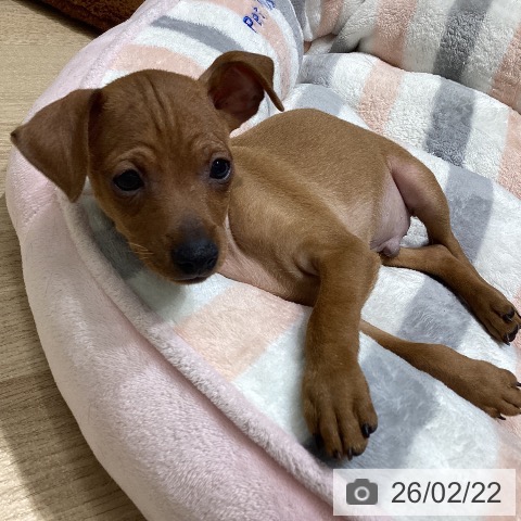 長野県のミニチュアピンシャー (ペットプラス 須坂店/2025年12月17日生まれ/男の子/レッド)の子犬の3枚目の画像