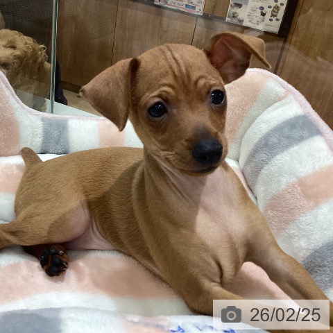 長野県のミニチュアピンシャー (ペットプラス 須坂店/2025年12月17日生まれ/男の子/レッド)の子犬の3枚目の画像