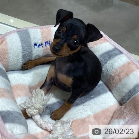 宮城県のミニチュアピンシャー (ペットプラス 仙台上杉店/2025年12月19日生まれ/男の子/ブラックタン)の子犬の4枚目の画像