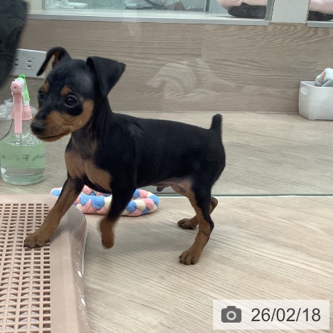 ミニチュア・ピンシャーの写真